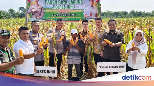 Polres Inhu Sukses Panen 5 Ton Jagung Dukung Swasembada Pangan