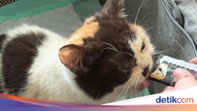 uya kuyaの家の薄い猫の状態は、シェリーナ・ムナフを心配させます