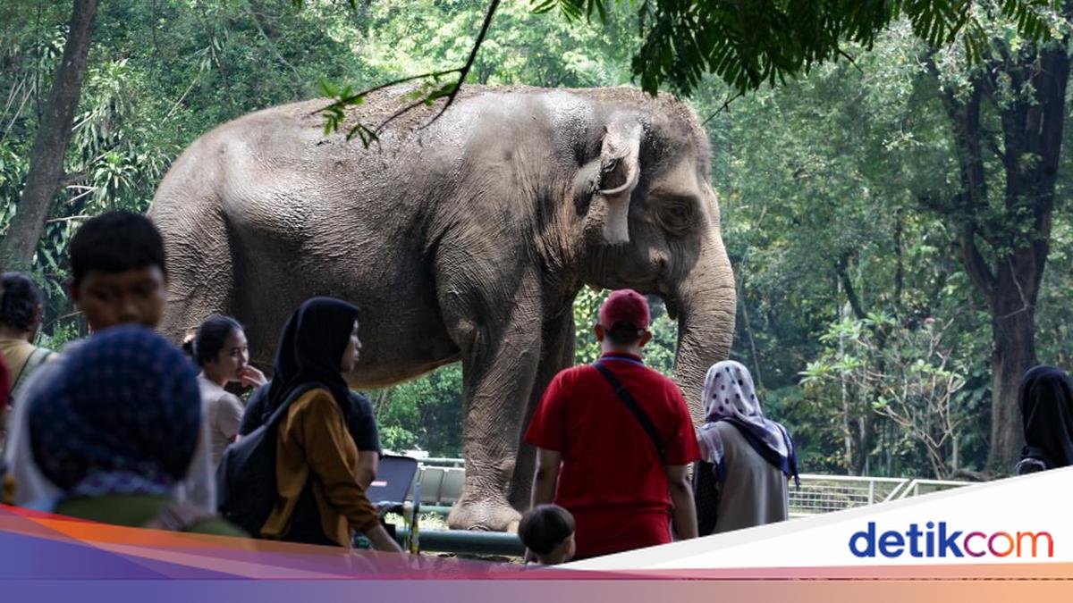 Serba-serbi Ragunan Buka Wisata Malam Minggu
