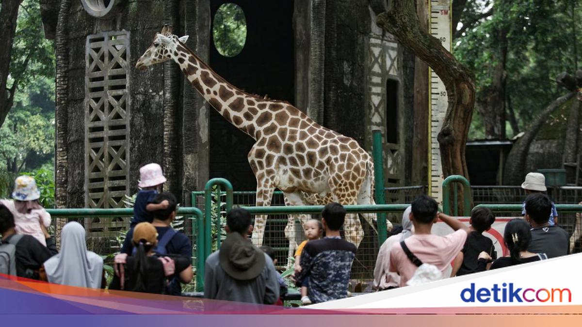 Pram: Ada Usul Tiket TM Ragunan Naik Jadi Rp 10 Ribu, Segera Saya Putuskan