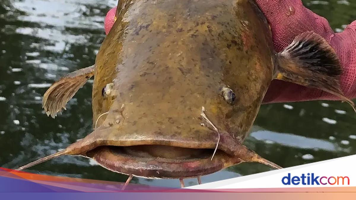 Teror Lele Jumbo Kepala Gepeng, Ancam Sungai di Amerika