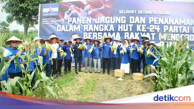 Demokrat Riau Rayakan Hari Jadi Ke-24 dan HUT SBY Bersama Petani Jagung