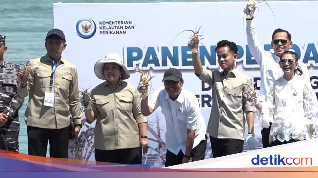 Gibran Panen Lobster Didampingi Titiek Soeharto: Terima Kasih Dukungannya Bu