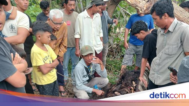 Awal Mula Penemuan Kerangka Manusia dalam Pohon Aren di Sumut