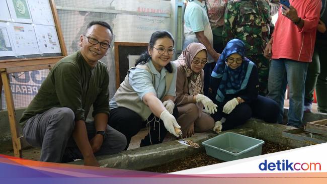 Panen Perdana, Walkot Semarang Apresiasi Budidaya Maggot di Jabungan