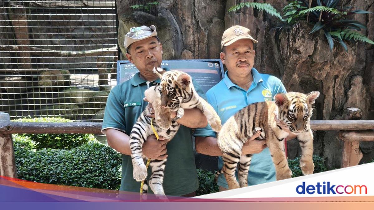 Dua anak harimau Benggala di Bandung Zoo Huru dan Hara meninggal akibat virus panleukopenia. Evaluasi biosecurity dan pengelolaan kebun binatang akan dilakukan. Berikut deretan faktanya!

Via @detikjabar_