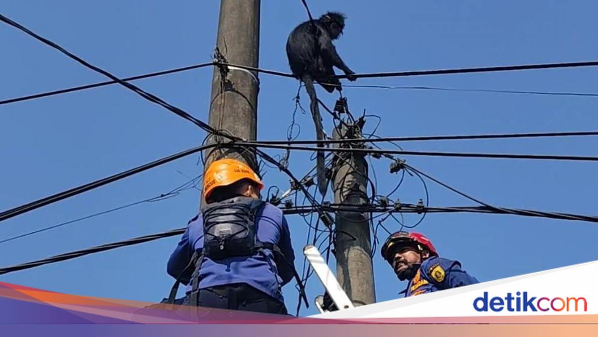 Cerita Damkar Evakuasi Lutung dalam Ancaman Bahaya Listrik Tegangan Tinggi