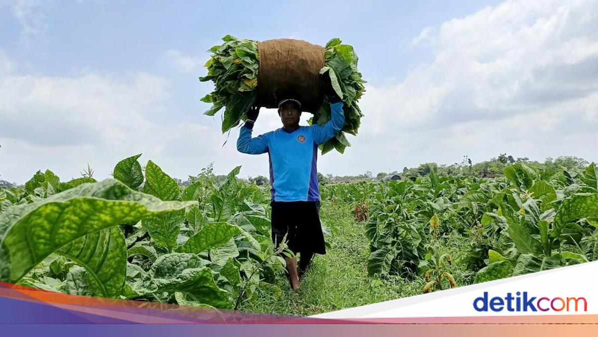 Petani Tembakau di Jawa Barat Kompak Tolak Sederet Aturan Menekan Ini