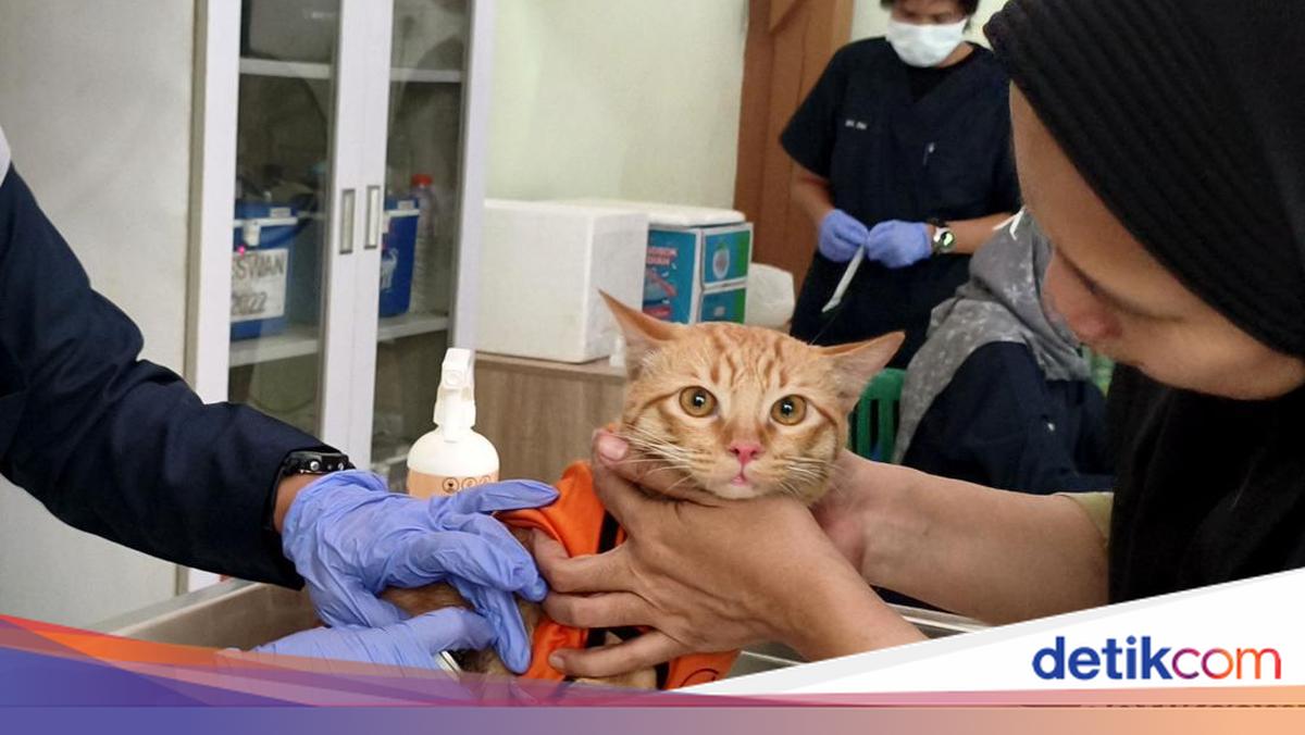 Gemasnya Melihat Kucing Dapat Vaksin Rabies Massal di Sidoarjo