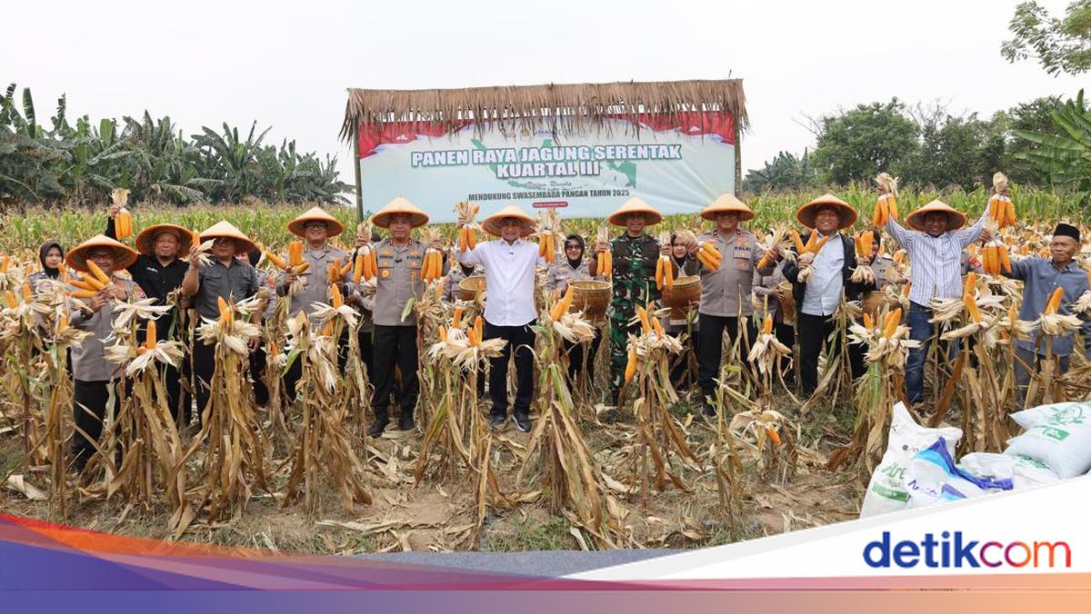 Dukung Ketahanan Pangan, Polda Banten Tanam Jagung di Lahan 1.772 Hektare