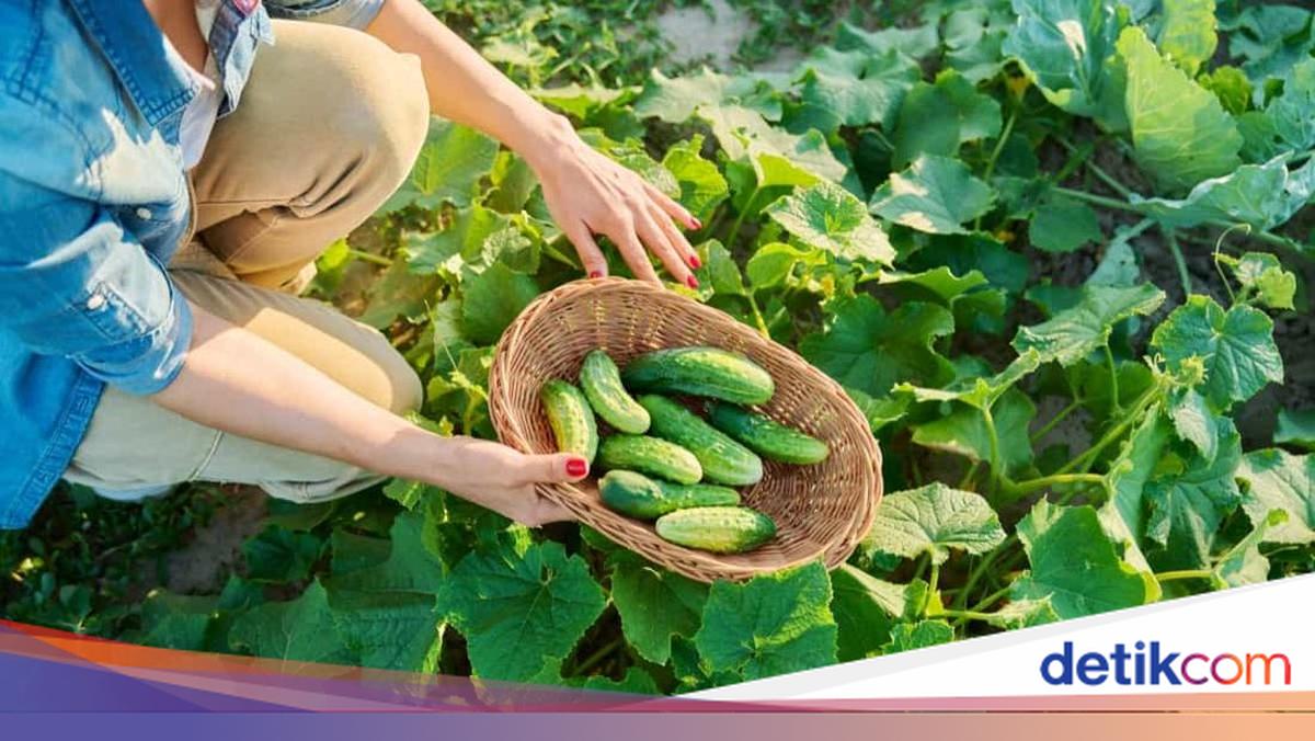 Mantan Perwira Banting Setir Jadi Petani, Panen 400 Kg Timun Per Hari
