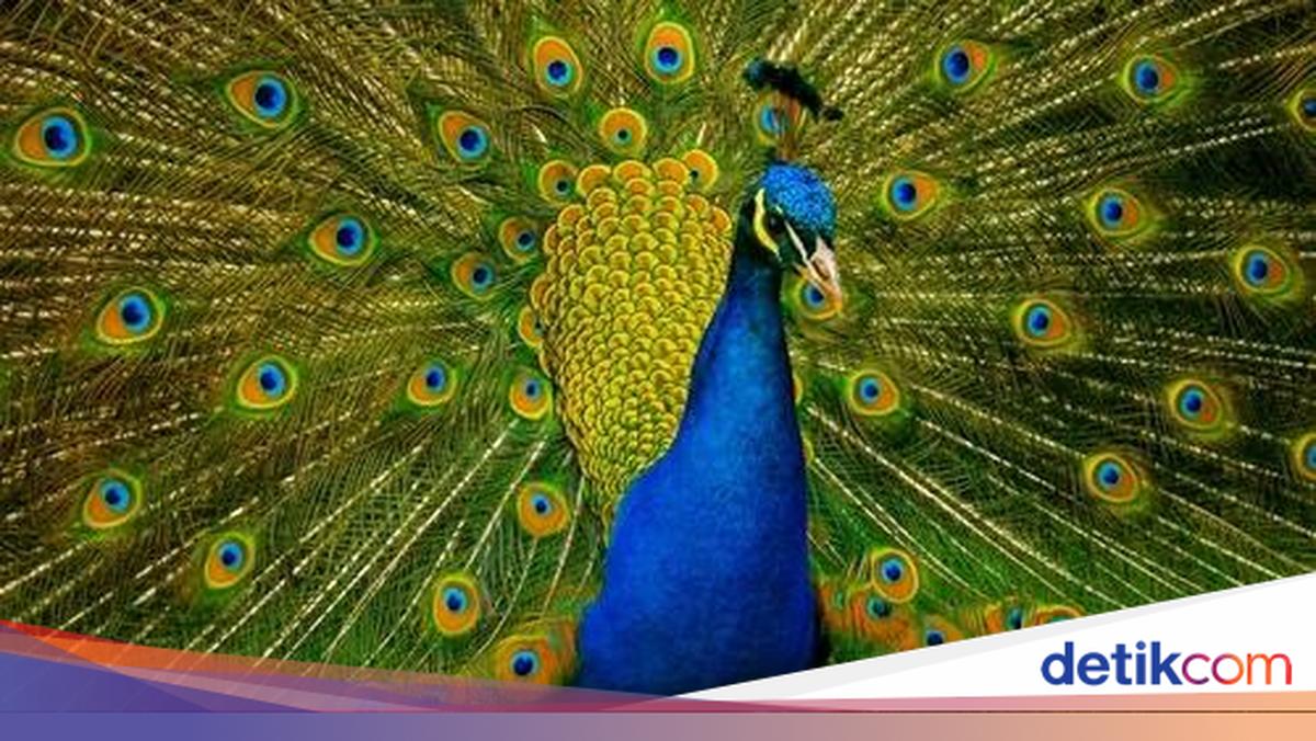 Bamsoet Ungkap Merak Birunya Bukan Jenis Satwa Dilindungi, Miliki Izin BKSDA