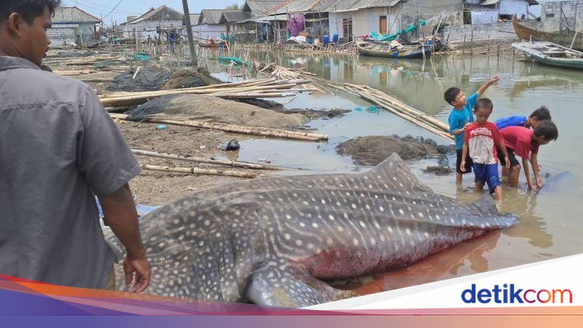 Hiu Tutul Ditemukan Mati di Perairan Muaragembong Bekasi