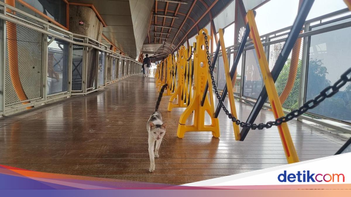 Langkah TransJakarta Usai Skywalk Kebayoran Lama Banyak Kotoran Kucing