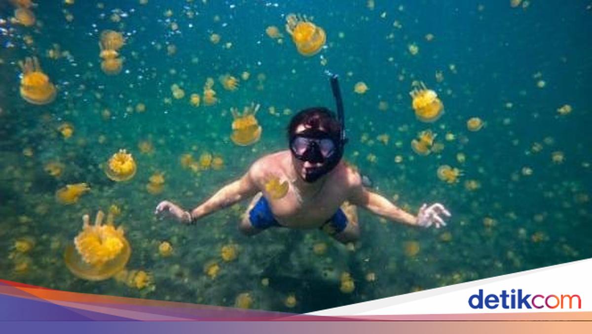 Sombori, Surganya Wisata Berenang Bareng Ubur-ubur di RI