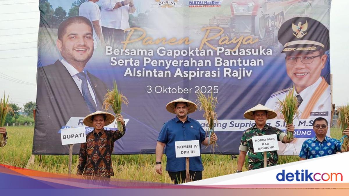 Panen Raya Padi di Bandung, Rajiv Tegaskan Dukungan NasDem untuk Petani