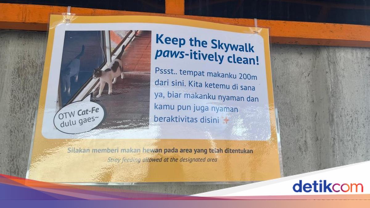 Jangan Sembarangan, Beri Makan Kucing di Skywalk Kebayoran Kini Ada Tempatnya