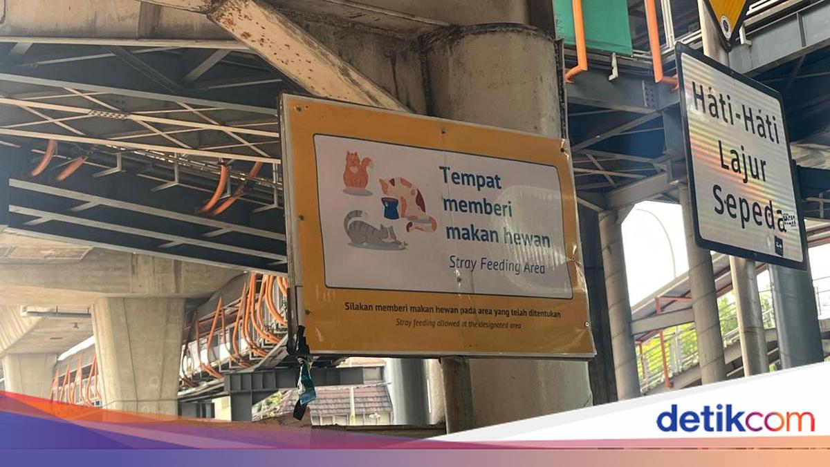 Melihat Tempat Khusus Memberi Makan Kucing di Halte Velbak Jaksel