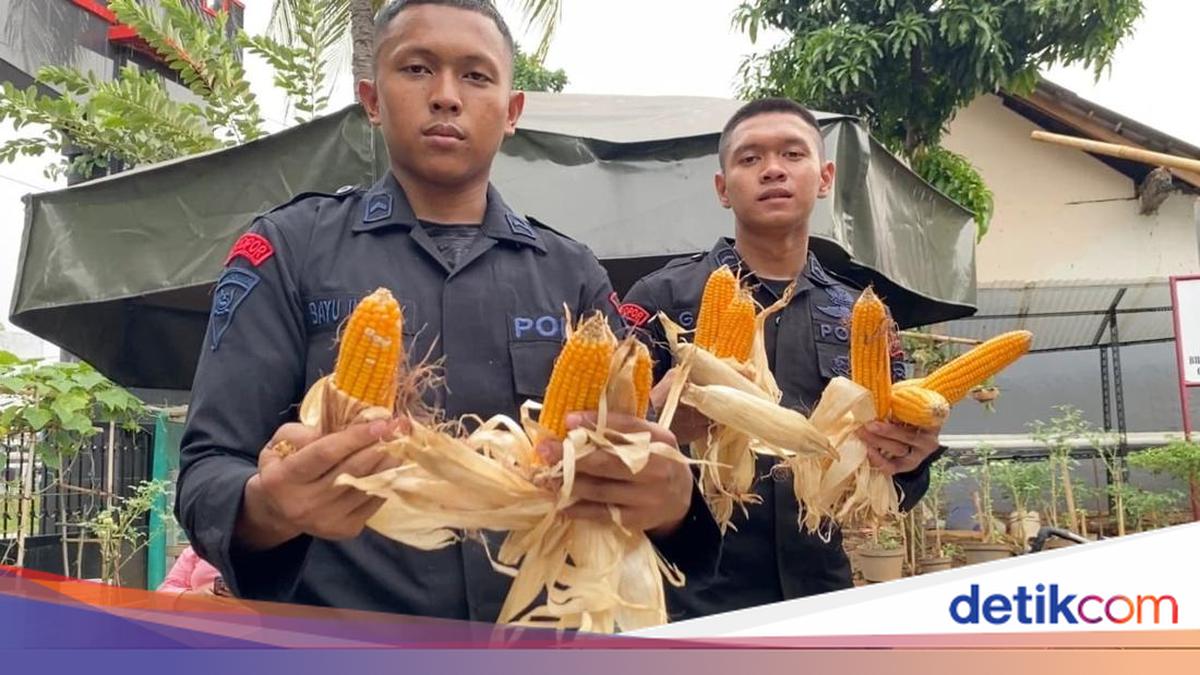 Brimob Kerja Bakti dan Panen Jagung Bareng Warga Dukung Ketahanan Pangan