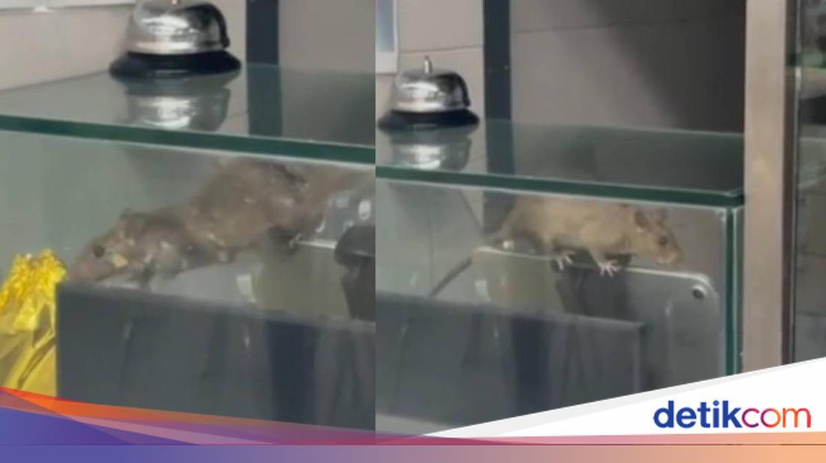 Ngeri! Ada Tikus Nangkring di Etalase Makanan Kantin Kampus Ini