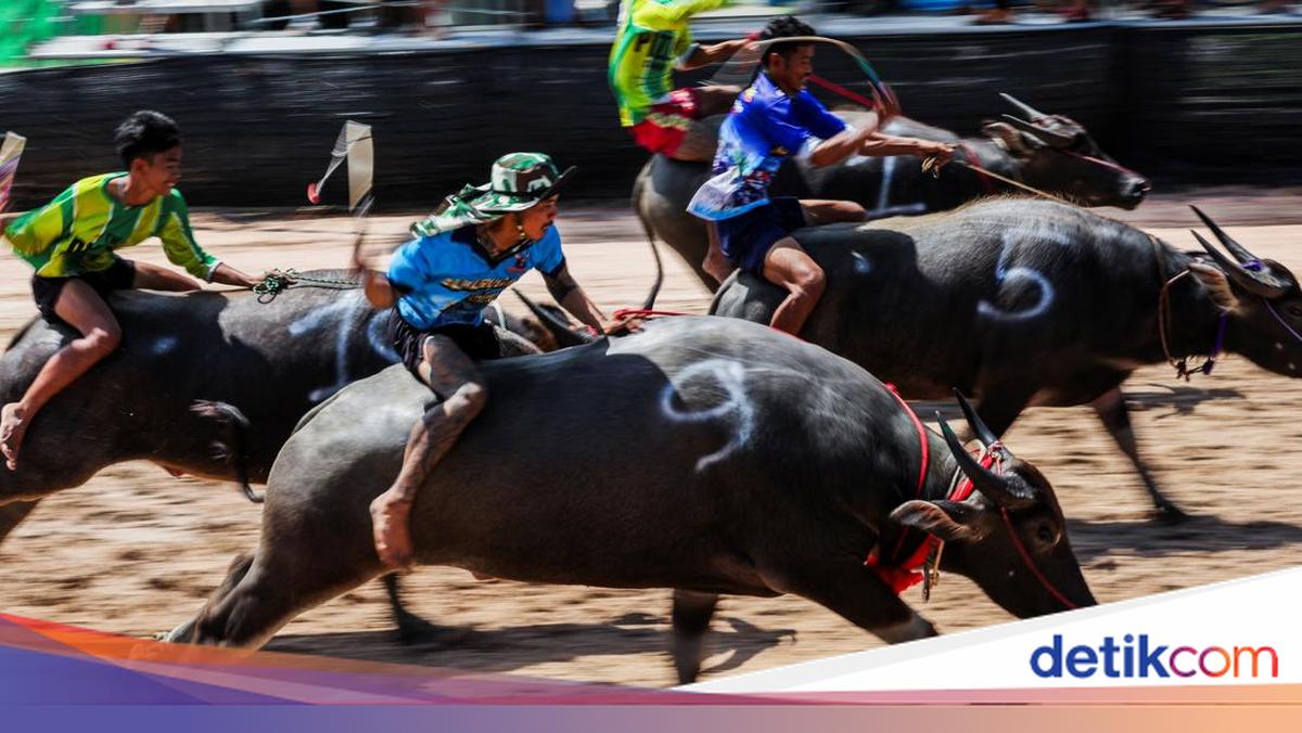 Adu Cepat Kerbau, Festival Balap Chonburi ke-154 Meriah di Thailand