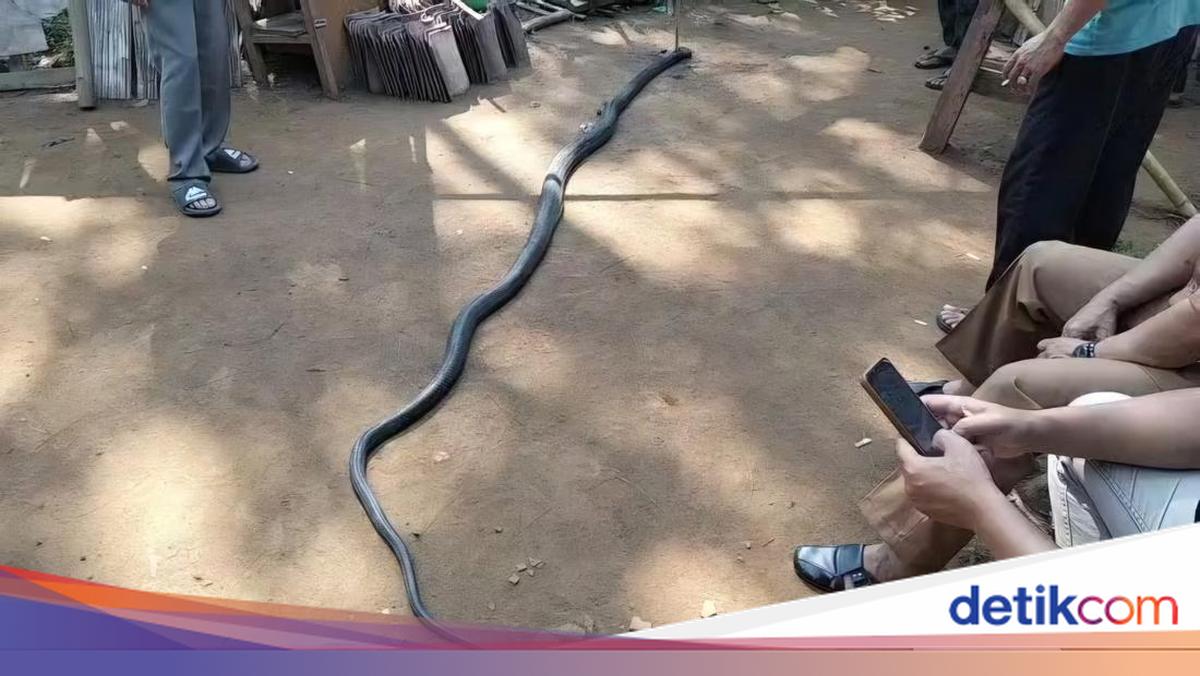 Lansia di Sukabumi Tewas Usai Duel Lawan King Cobra yang Masuk Rumah