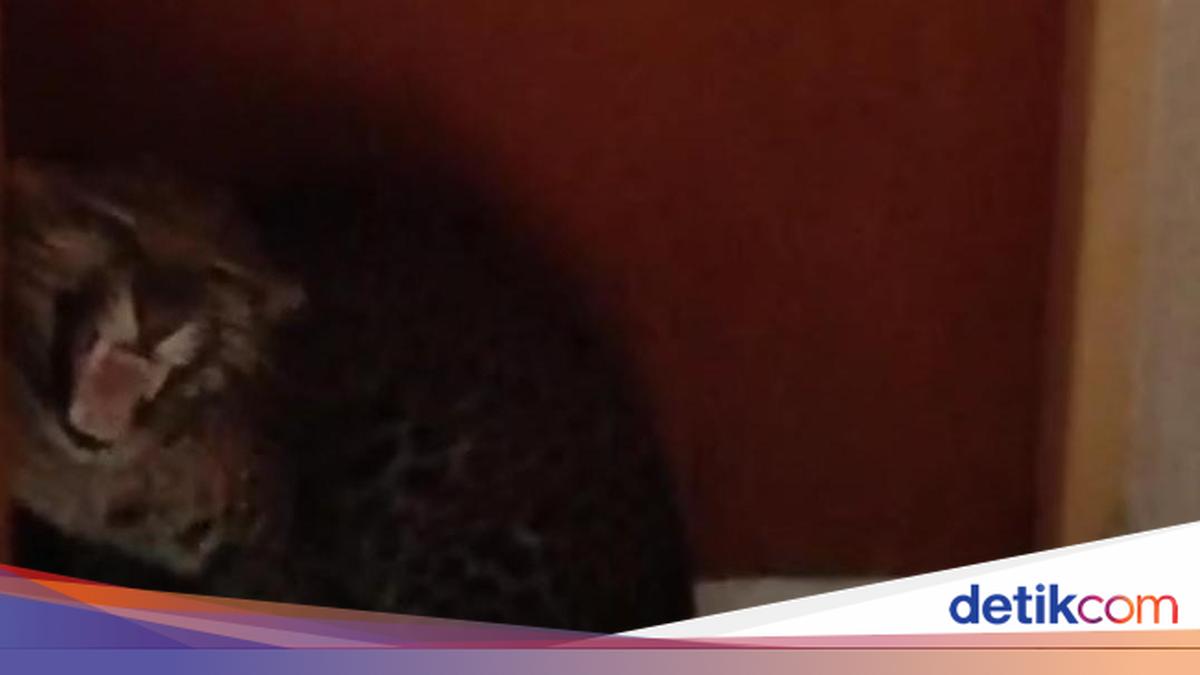 Dari Mana Asal Macan Tutul yang Masuk ke Hotel Bandung?