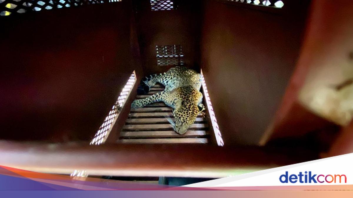 Macan Tutul yang Masuk Hotel di Bandung Diobservasi ke Lembang Park Zoo