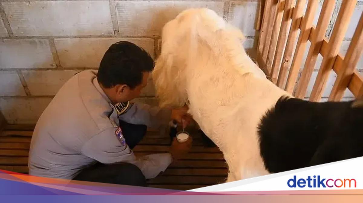 Brigadir Revangga Beternak Kambing Etawa, dari Hobi Jadi Pemberdayaan Warga