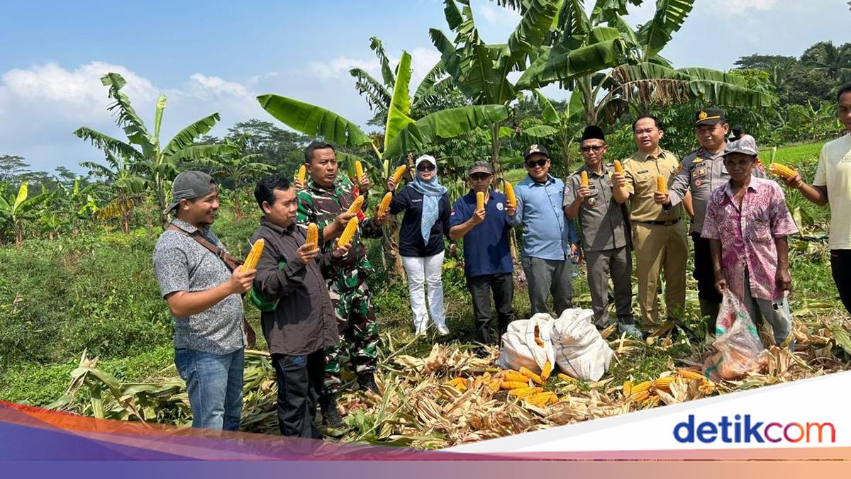 Dukung Swasembada Pangan, Polsek Cikedal Pandeglang Panen 7 Ton Jagung