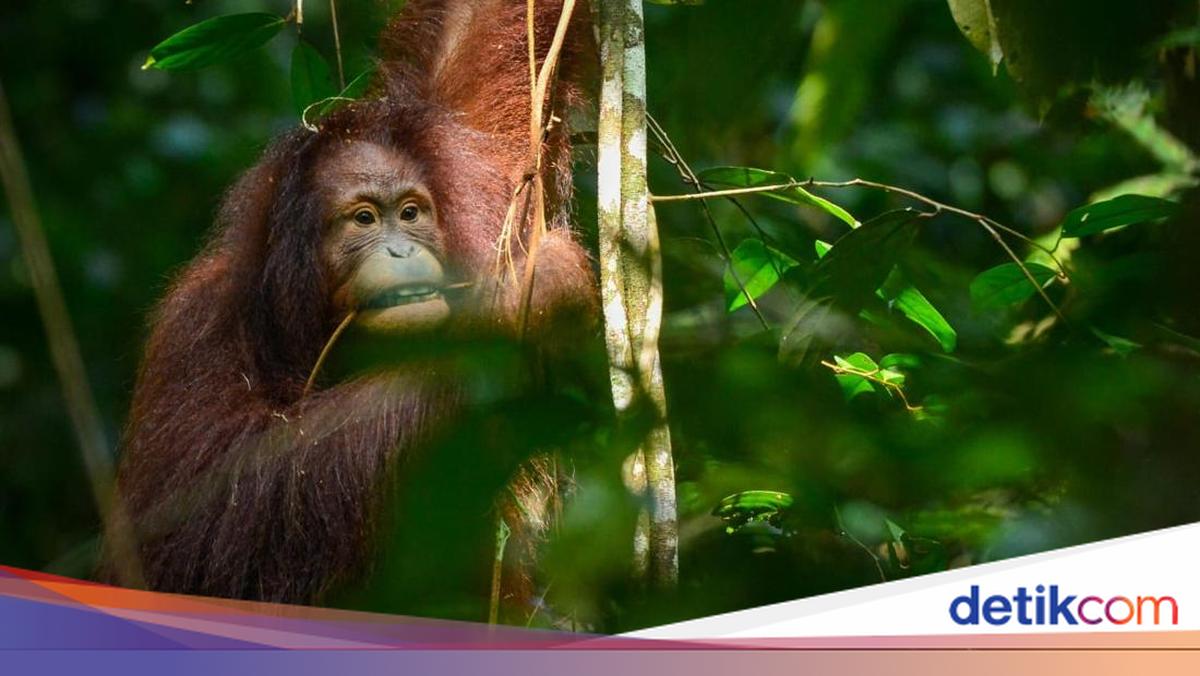 Ditemukan Saat Bayi, Popi Si Orang Utan Kini Hidup di Alam Bebas