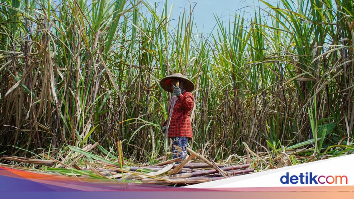 BBM E20 Mau Diproduksi, Lahan Tebu 2 Juta Ha di Jawa-Papua Disiapkan
