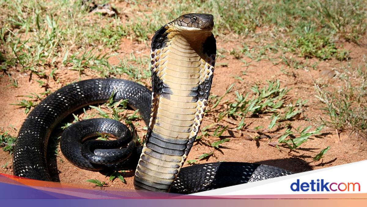 Kisah Kakek 73 Tahun Melawan King Kobra, Keduanya Berakhir Tewas
