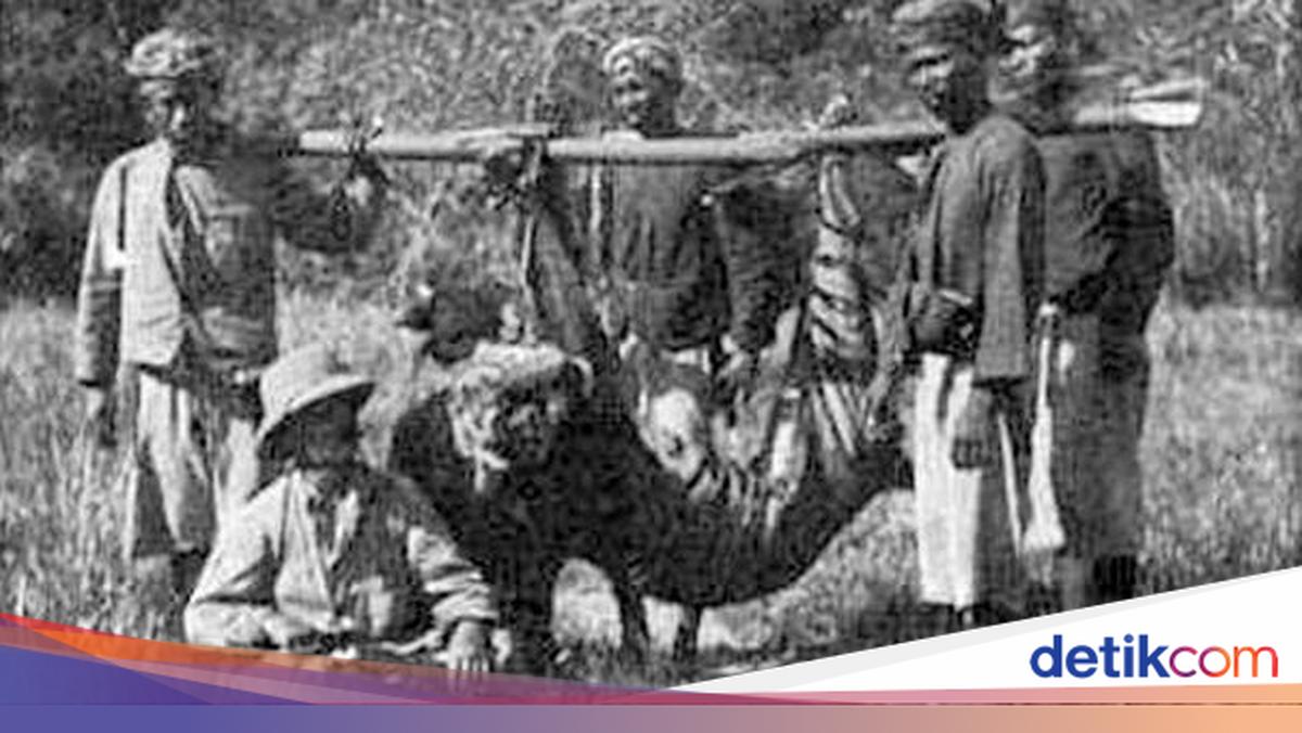 Mengenang Sangmong, Harimau Raja Rimba Bali yang Telah Punah