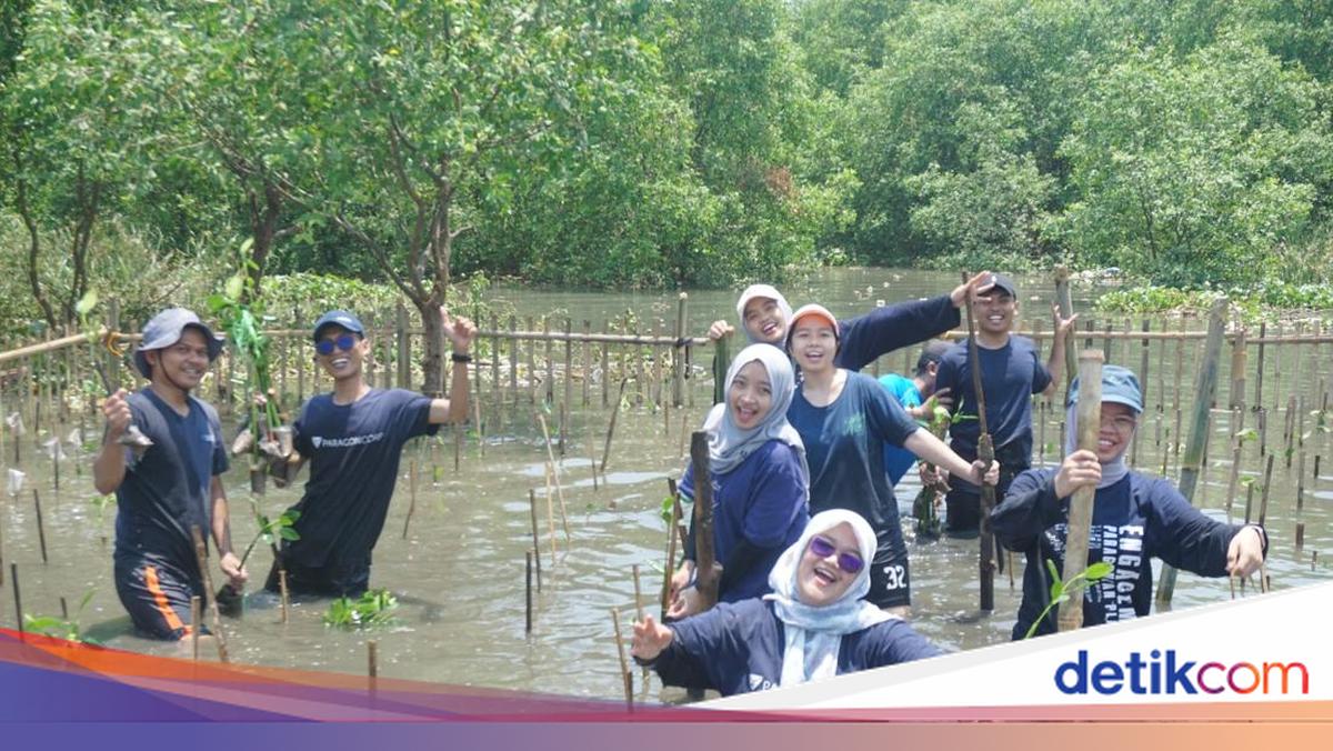 Paragonian Bergerak 2025 Tanam 3.500 Mangrove di Desa Tanjung Burung