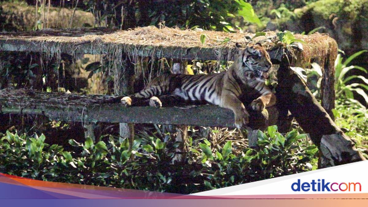 Ragunan Tepis Isu Harimau Kurus Gegara Pakan Dibawa Pulang: Fitnah