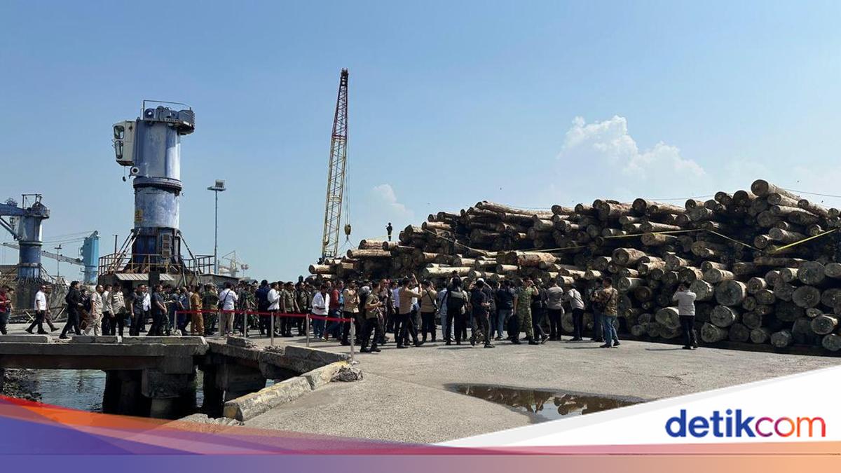 Illegal Logging di Mentawai Sumbar Rugikan Negara Rp 239 M Dibongkar!