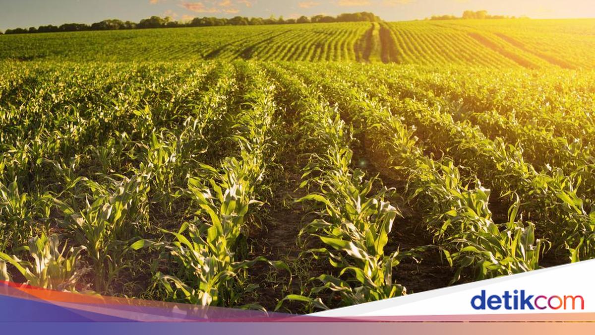 Masihkah Ukraina Jadi Lumbung Pangan Dunia di Tengah Invasi Rusia?