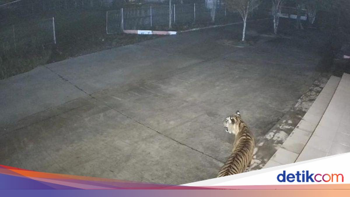 Harimau Masuk ke Area BRIN Agam karena Kejar Anjing