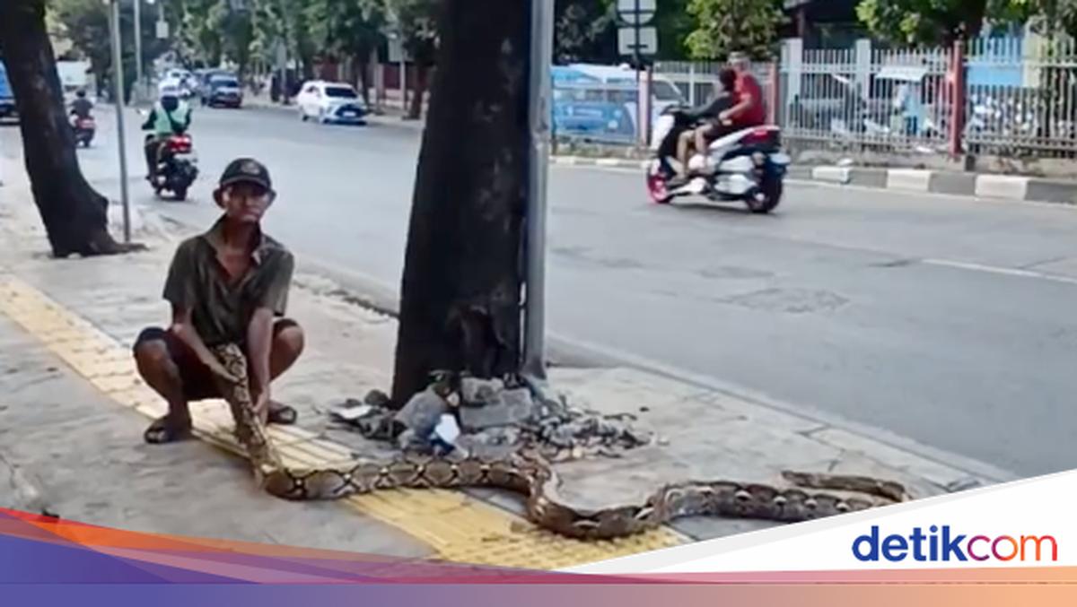 Cara Unik tapi Ngeri Kakek Subari, Bawa Ular Usir 'Penjajah' Trotoar
