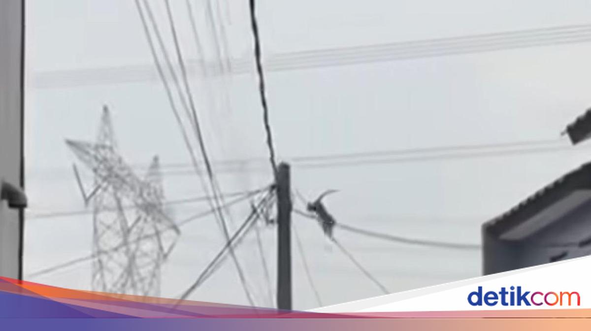 Kawanan Monyet Masih Berkeliaran di Perumahan Depok, Warga Duga dari Tangsel