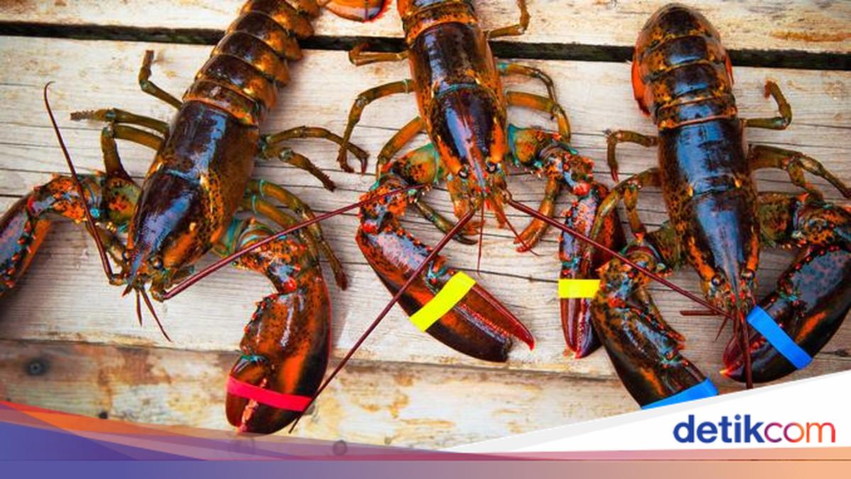 Fakta Mengejutkan! Ternyata Lobster Tersiksa Saat Direbus Hidup-hidup