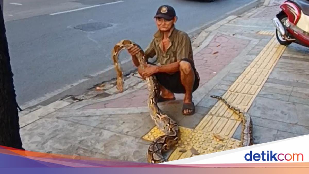 Warga Akui Ular Kakek Subari Bikin Pemotor Tak Berani Melintas di Trotoar