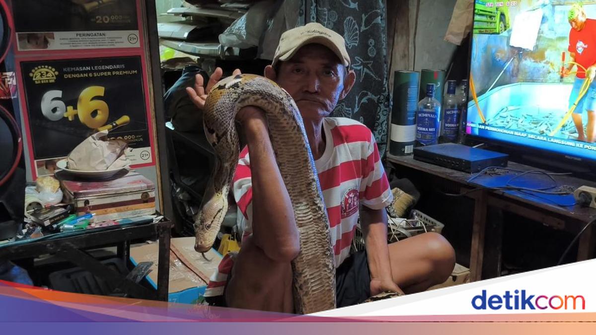 Cerita Kakek Subari Pernah Dimarahi Pemotor gegara Taruh Ular di Trotoar