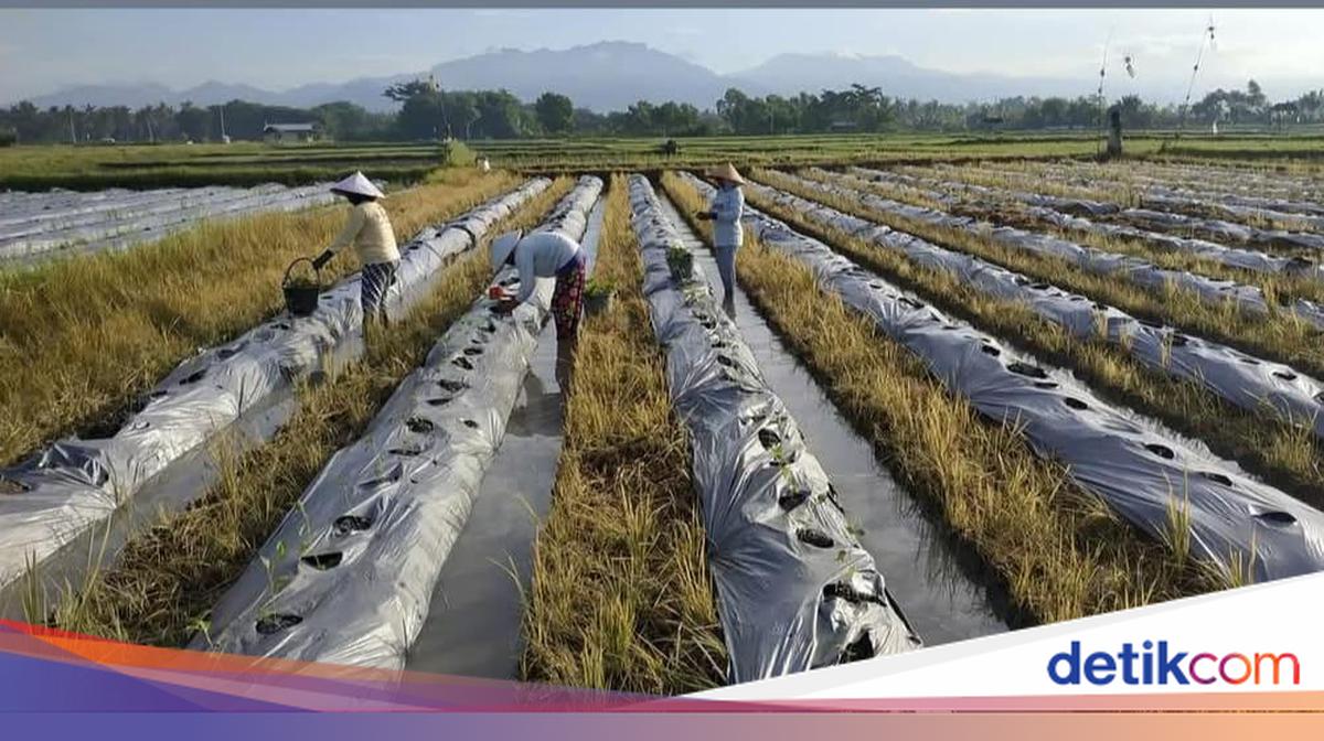 Belasan Tahun Aiptu Ngurah Rai Bina Petani untuk Tingkatkan Ekonomi Desa