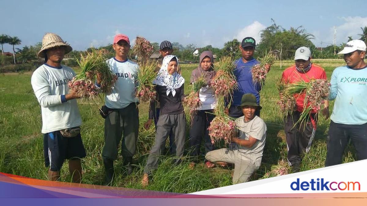 Peran Aiptu Ngurah Rai Bina Petani di Bali agar Hasil Panen Meningkat