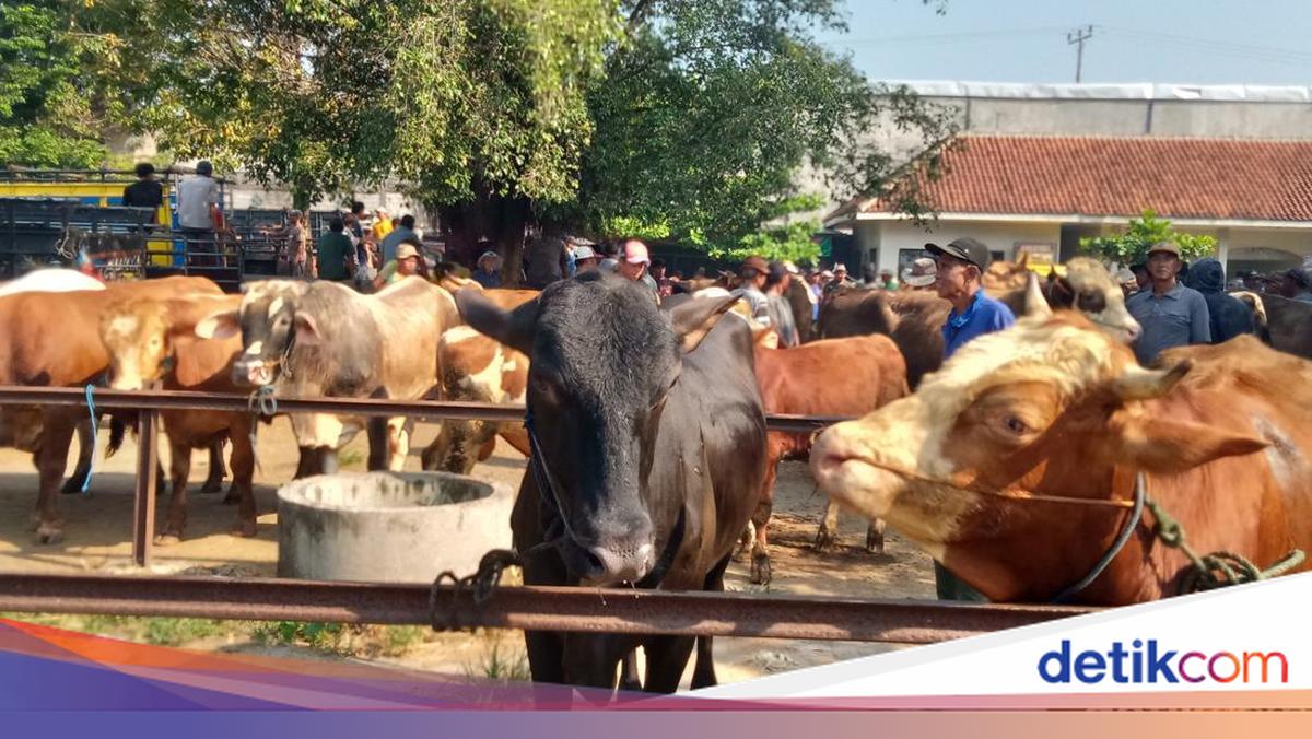 Api Sapi Peternak Sapi di Klaten Keluhkan Mahalnya Harga Pakan