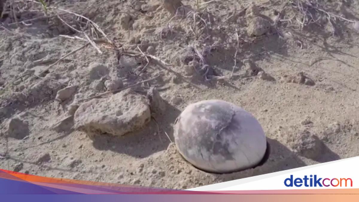 Rare Dinosaur Eggs Found Perfect After 70 Million Years