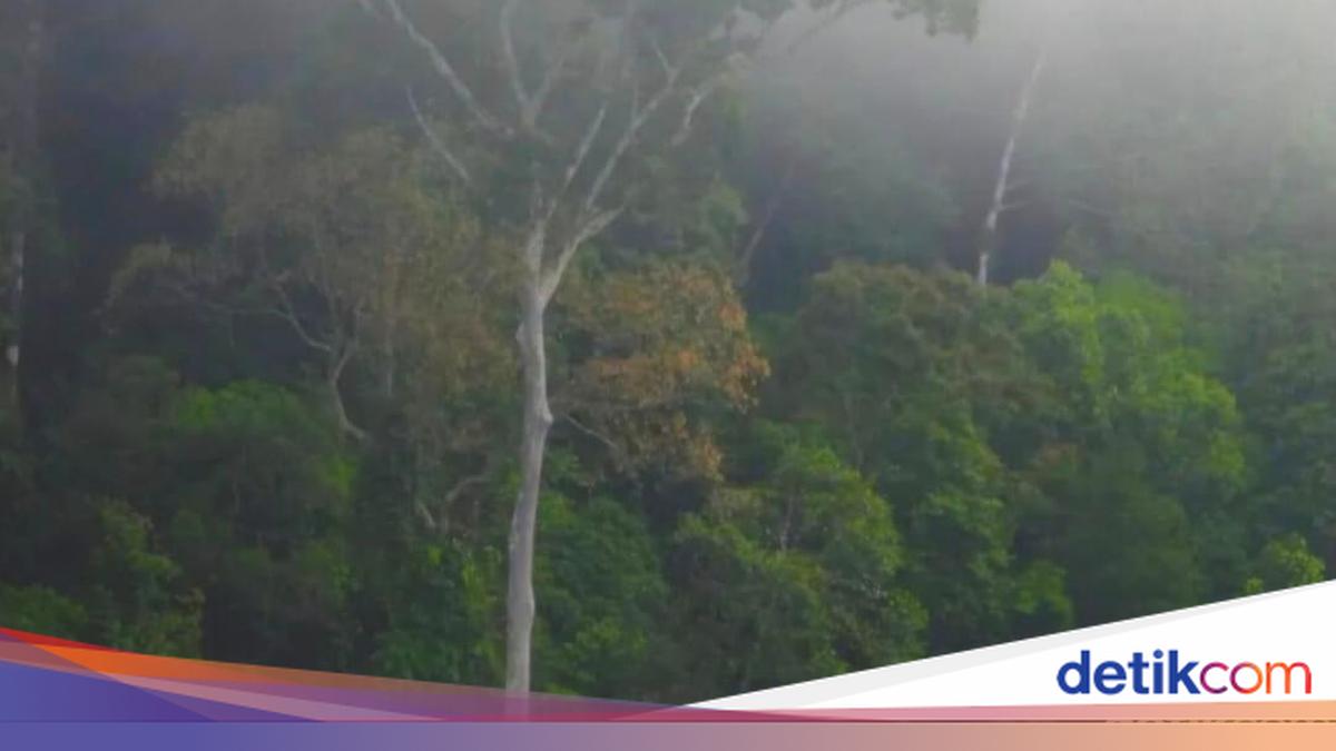 Sg Merah Api Legenda Sungai Berair Merah dari Kaltim, Kisah Keberanian Pak Moga