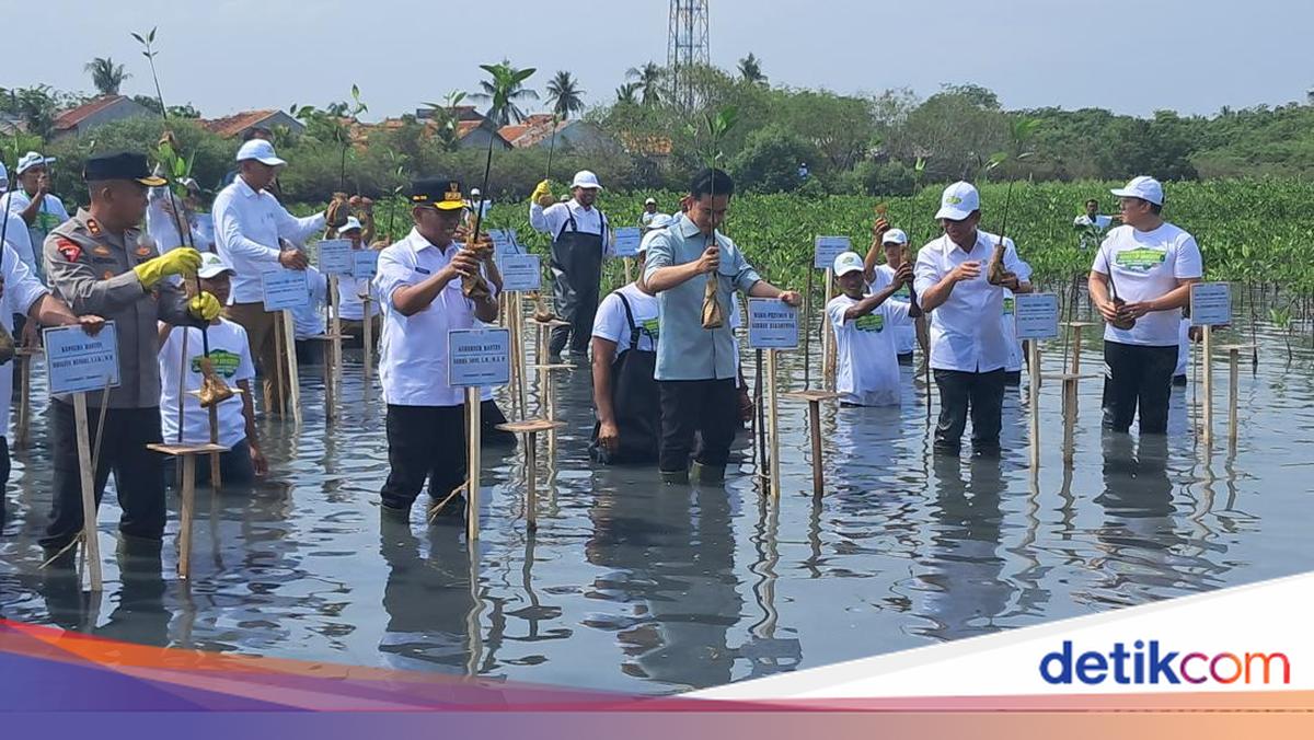 Gibran Tanam Mangrove di Tangerang, Minta Kawasan Pesisir Ditangani Serius